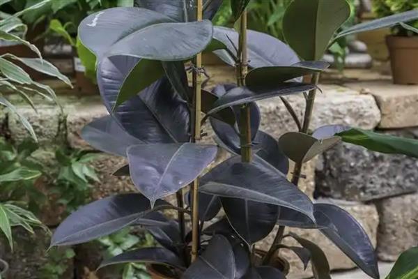 橡皮树的花语，寓意稳重、权威等