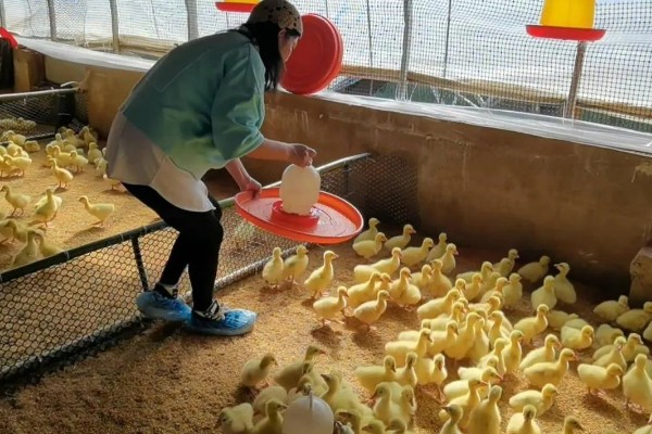 如何饲养鹅苗，出生一天后就要打疫苗