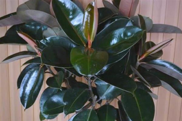 橡皮树的花语，寓意稳重、权威等