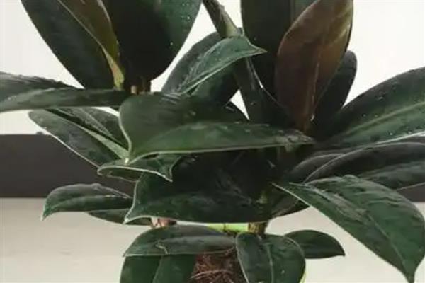 橡皮树的花语，寓意稳重、权威等