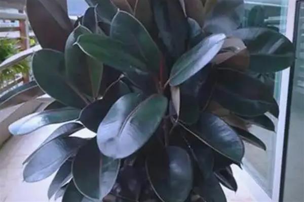 橡皮树的花语，寓意稳重、权威等