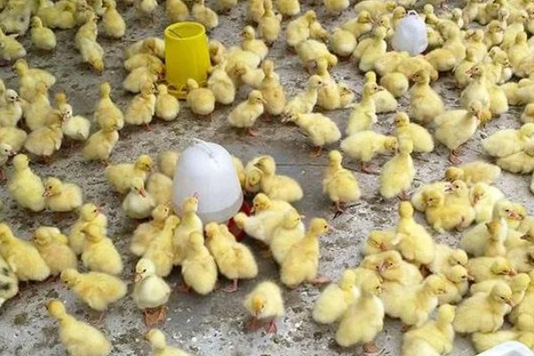 如何饲养鹅苗，出生一天后就要打疫苗