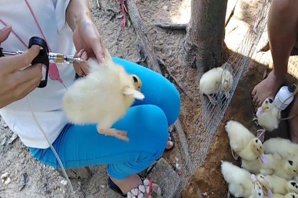 如何饲养鹅苗，出生一天后就要打疫苗