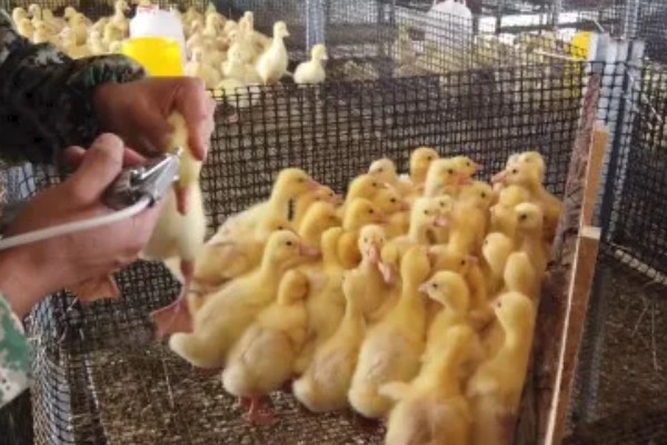 如何饲养鹅苗，出生一天后就要打疫苗