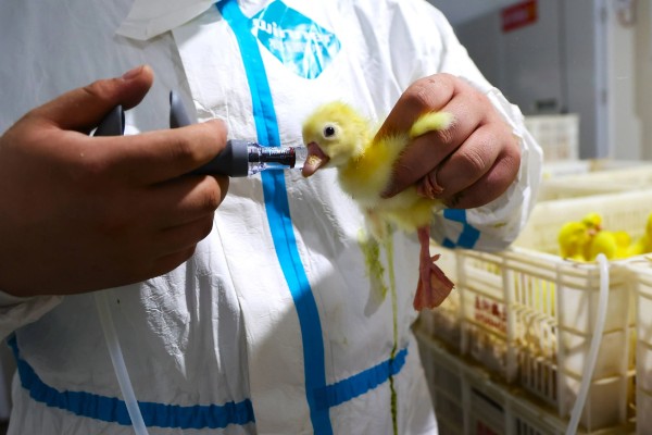 如何饲养鹅苗，出生一天后就要打疫苗