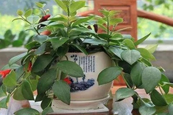 口红吊兰能不能水培，是可以水培的