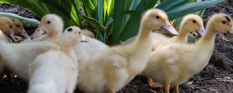 鸭子多久可以长大，需要3个月左右