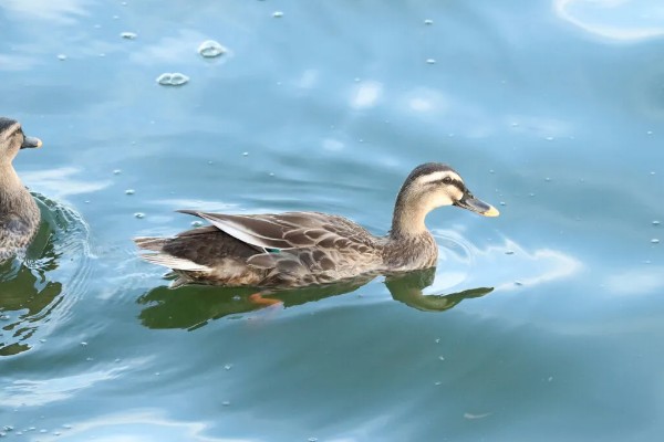 鸭子多久可以长大，需要3个月左右