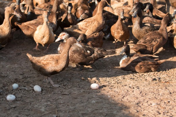 鸭子多久可以长大，需要3个月左右