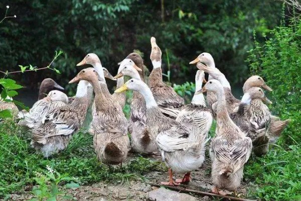 鸭子多久可以长大，需要3个月左右