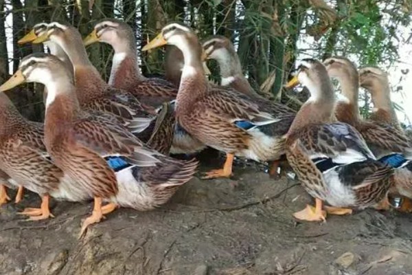 鸭子多久可以长大，需要3个月左右