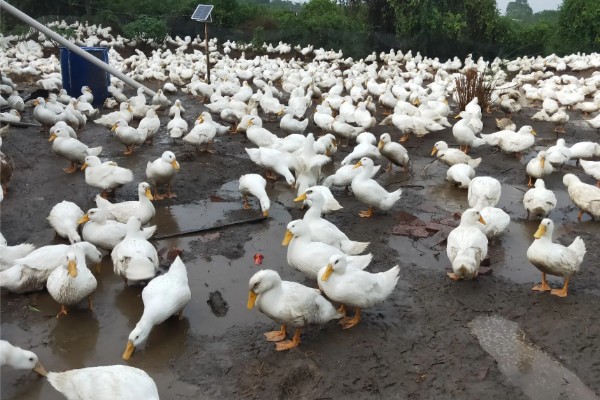 鸭子多久可以长大，需要3个月左右