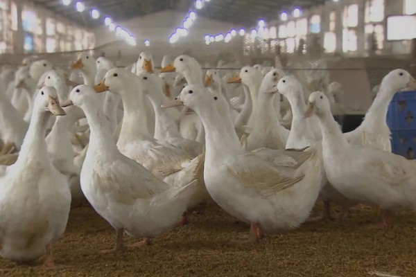 鸭子多久可以长大，需要3个月左右