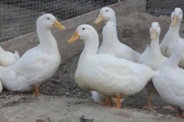 鸭子多久可以长大，需要3个月左右