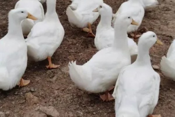 鸭子多久可以长大，需要3个月左右