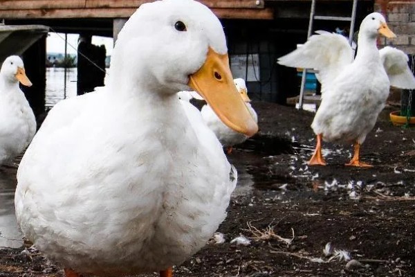 鸭子多久可以长大，需要3个月左右