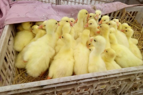 鸭子多久可以长大，需要3个月左右