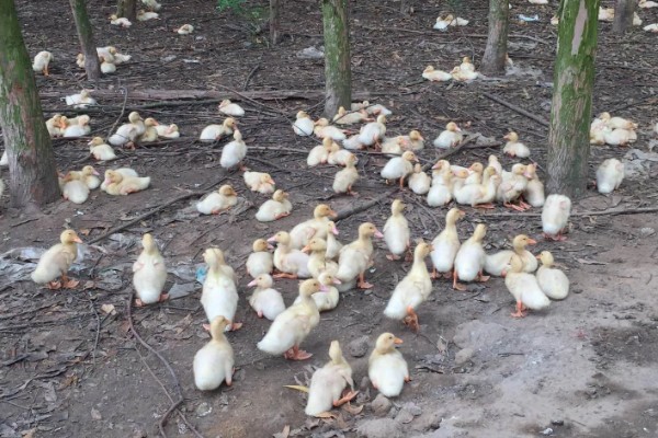 鸭子多久可以长大，需要3个月左右