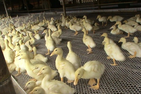 鸭子多久可以长大，需要3个月左右