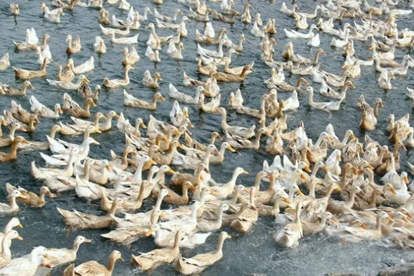 鸭子多久可以长大，需要3个月左右