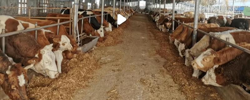 牛拉羊粪蛋的原因，可能是采食量太大所致