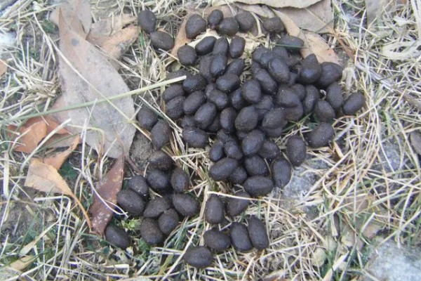 牛拉羊粪蛋的原因，可能是采食量太大所致