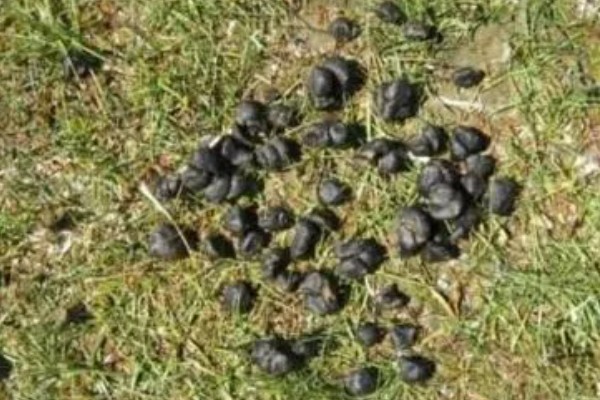 牛拉羊粪蛋的原因，可能是采食量太大所致