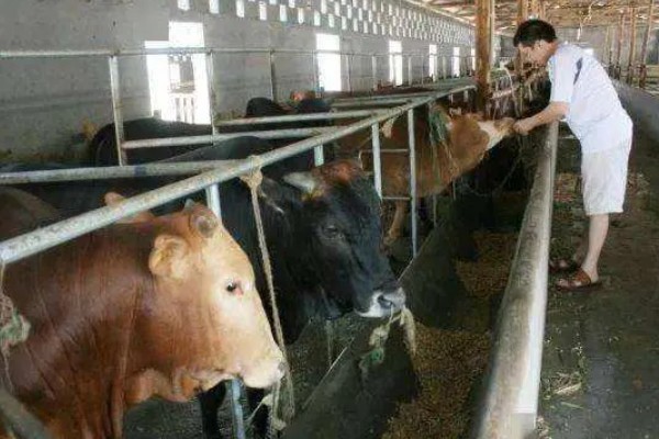 牛拉羊粪蛋的原因，可能是采食量太大所致