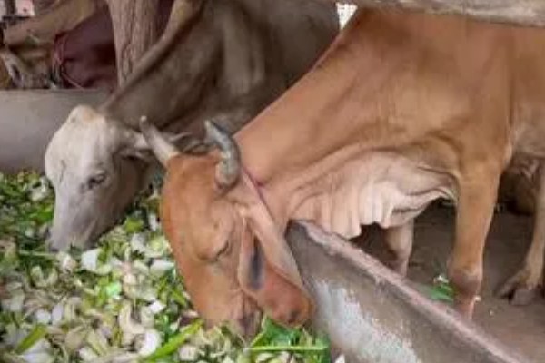 牛拉羊粪蛋的原因，可能是采食量太大所致