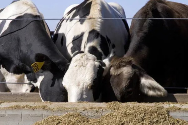 牛拉羊粪蛋的原因，可能是采食量太大所致