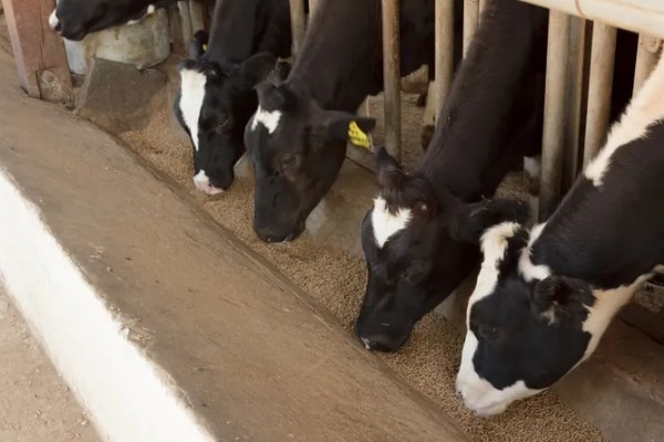 牛拉羊粪蛋的原因，可能是采食量太大所致