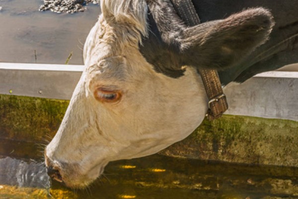 牛拉羊粪蛋的原因，可能是采食量太大所致