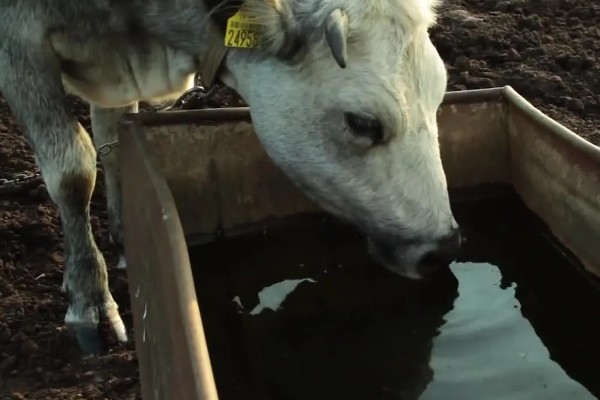 牛拉羊粪蛋的原因，可能是采食量太大所致