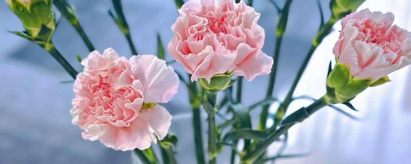 十朵康乃馨的寓意，寓意十全十美、美满幸福等