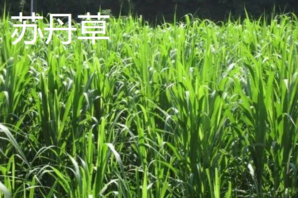 养牛可以种什么牧草，可以选择苏丹草、黑麦草等