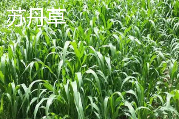 养牛可以种什么牧草，可以选择苏丹草、黑麦草等