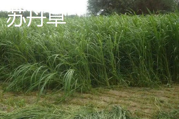 养牛可以种什么牧草，可以选择苏丹草、黑麦草等