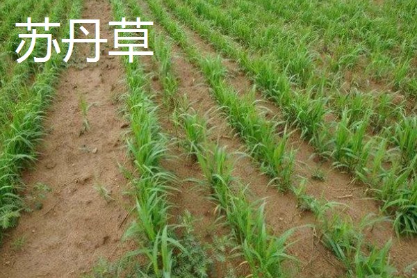 养牛可以种什么牧草，可以选择苏丹草、黑麦草等