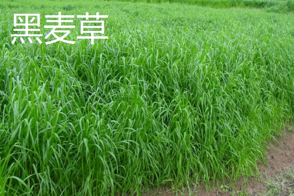 养牛可以种什么牧草，可以选择苏丹草、黑麦草等