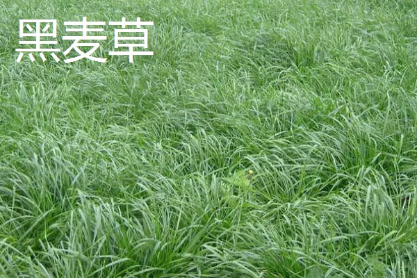养牛可以种什么牧草，可以选择苏丹草、黑麦草等