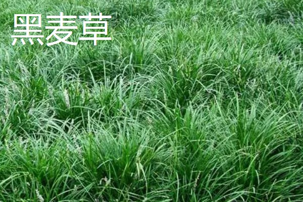 养牛可以种什么牧草，可以选择苏丹草、黑麦草等
