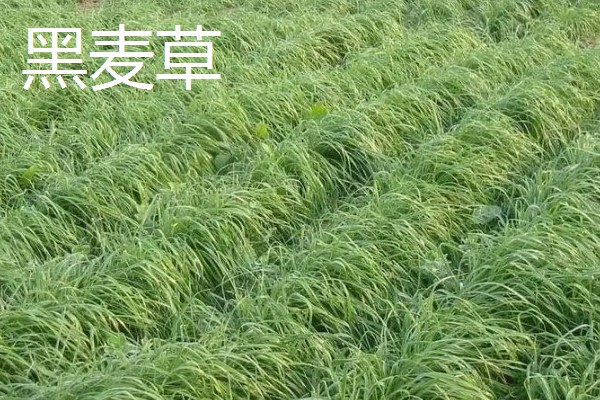 养牛可以种什么牧草，可以选择苏丹草、黑麦草等