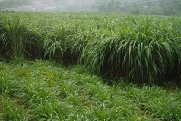 养牛可以种什么牧草，可以选择苏丹草、黑麦草等