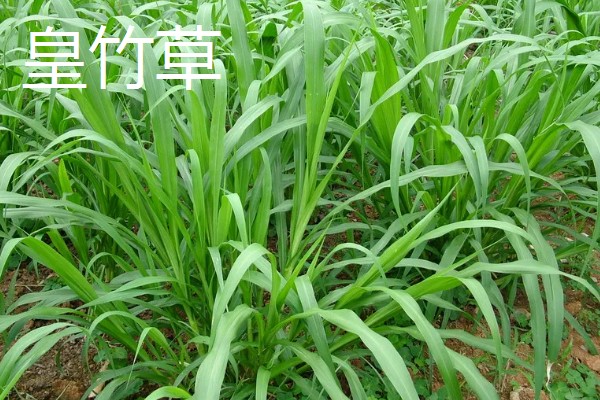 养牛可以种什么牧草，可以选择苏丹草、黑麦草等