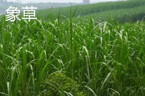 养牛可以种什么牧草，可以选择苏丹草、黑麦草等