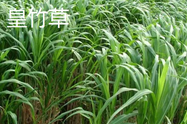 养牛可以种什么牧草，可以选择苏丹草、黑麦草等