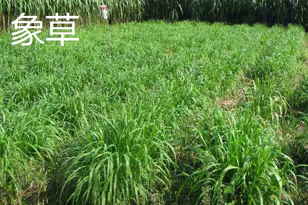 养牛可以种什么牧草，可以选择苏丹草、黑麦草等