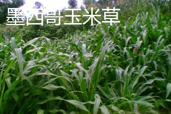 养牛可以种什么牧草，可以选择苏丹草、黑麦草等