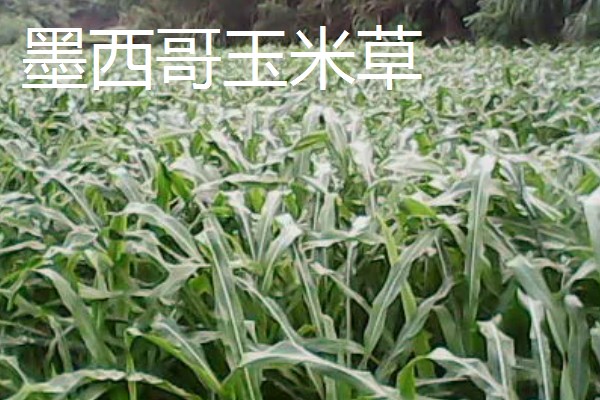 养牛可以种什么牧草，可以选择苏丹草、黑麦草等
