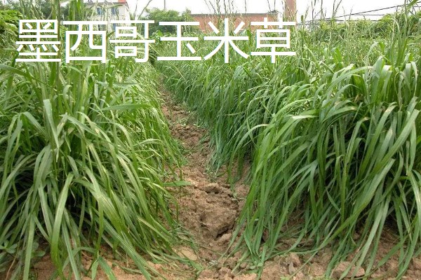 养牛可以种什么牧草，可以选择苏丹草、黑麦草等